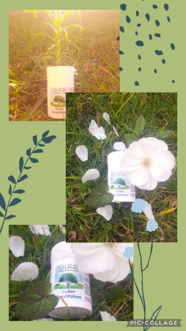 Cullen Corylifolium